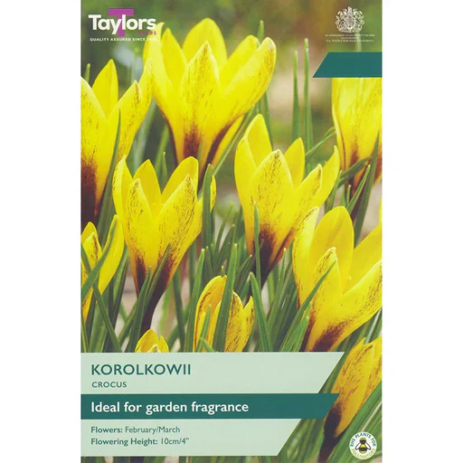 CROCUS KOROLKOWII 12