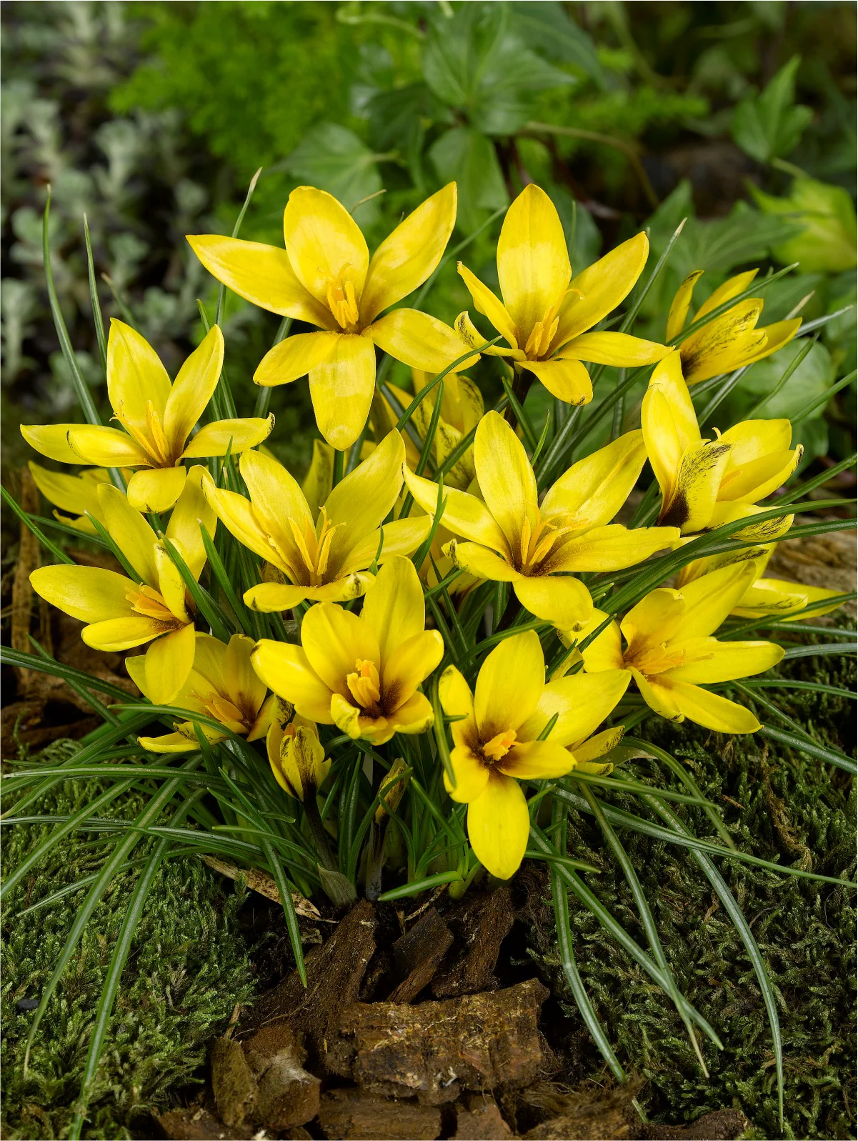 CROCUS KOROLKOWII 12 - Image 2