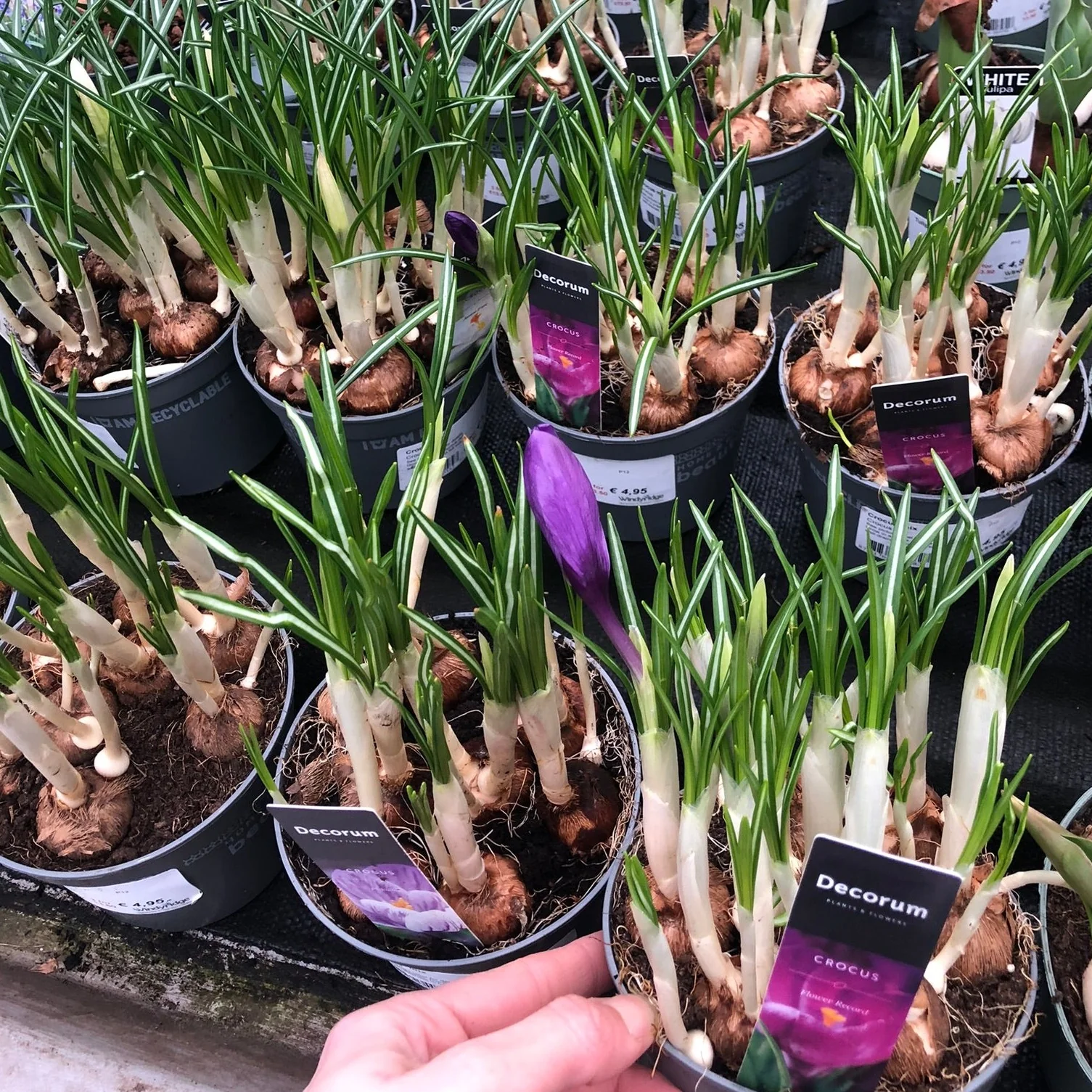 Crocus mix  P12 - Image 2