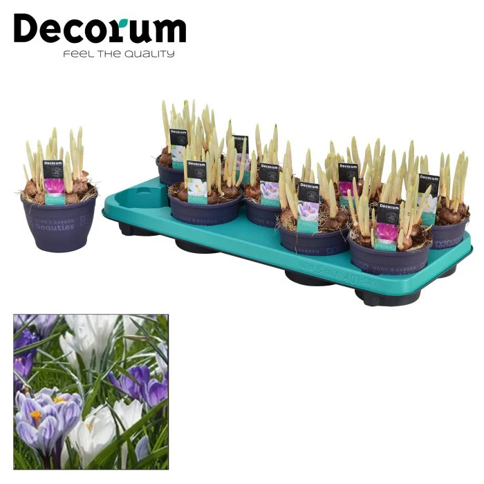 Crocus mix  P12 - Image 3