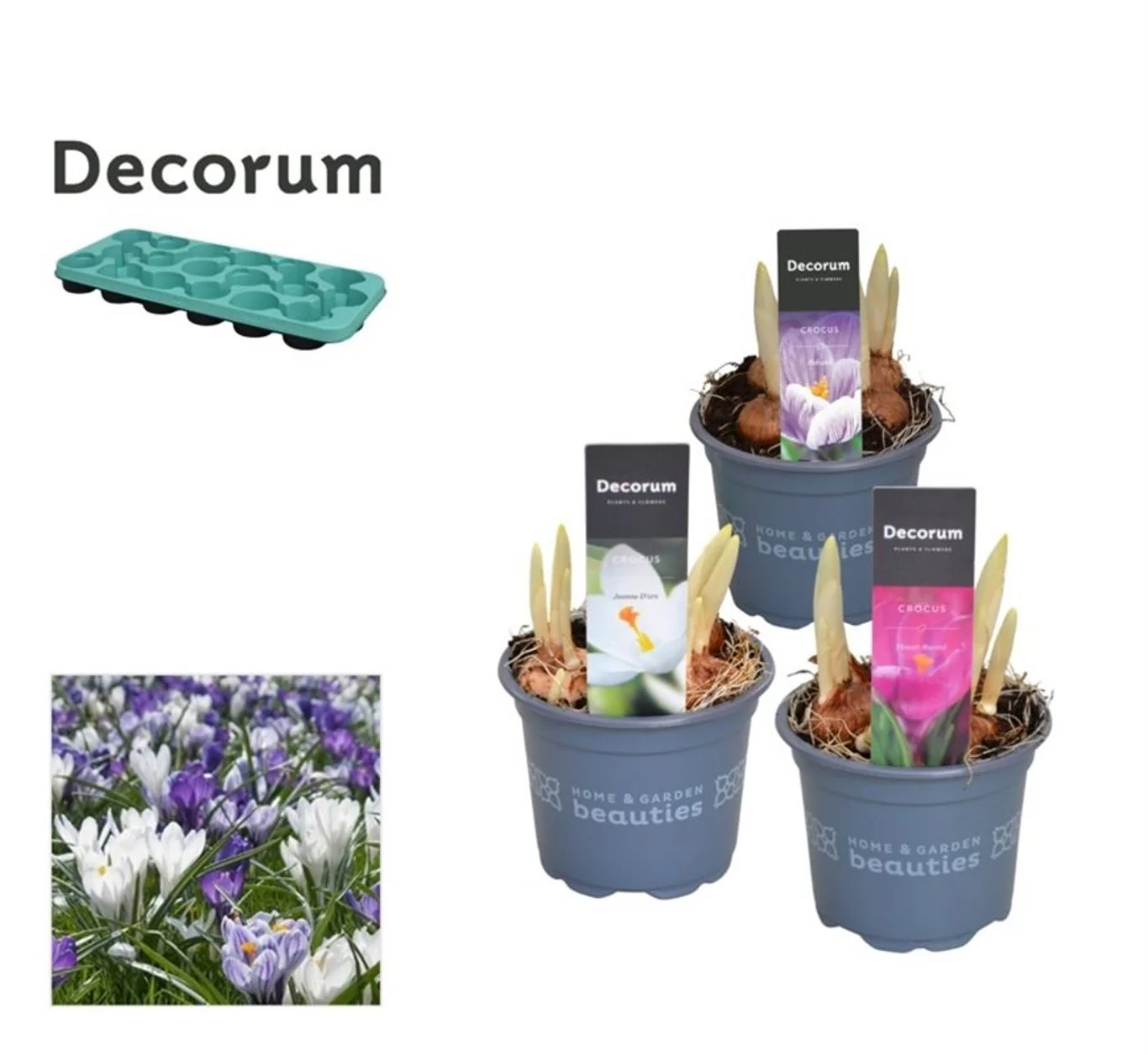 Crocus mix  P9