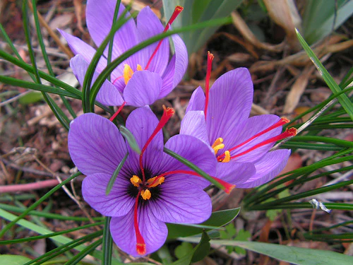 CROCUS SATIVUS loose