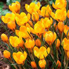 CROCUS SPECIE FUSCOTINCTUS X 15 - Image 2