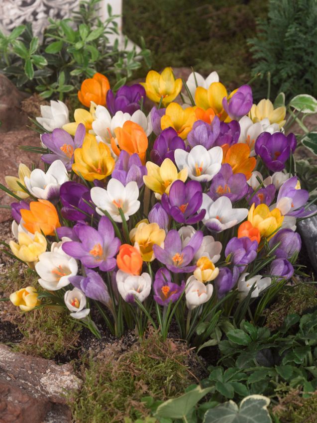 CROCUS SPECIE MIXED COLOURS X 15 - Image 2