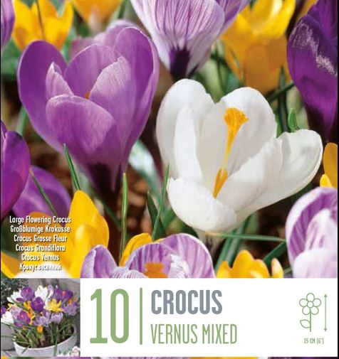 CROCUS VERNUS MIXED COLOURS X 10