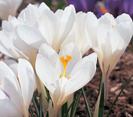 CROCUS WHITE