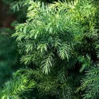Cryptomeria japon. Vilmorin Gold - Image 2