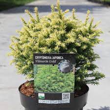 Cryptomeria japon. Vilmorin Gold - Image 3