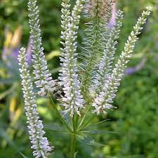 Culvers Root (Veronicastrum Virginicum Diane)