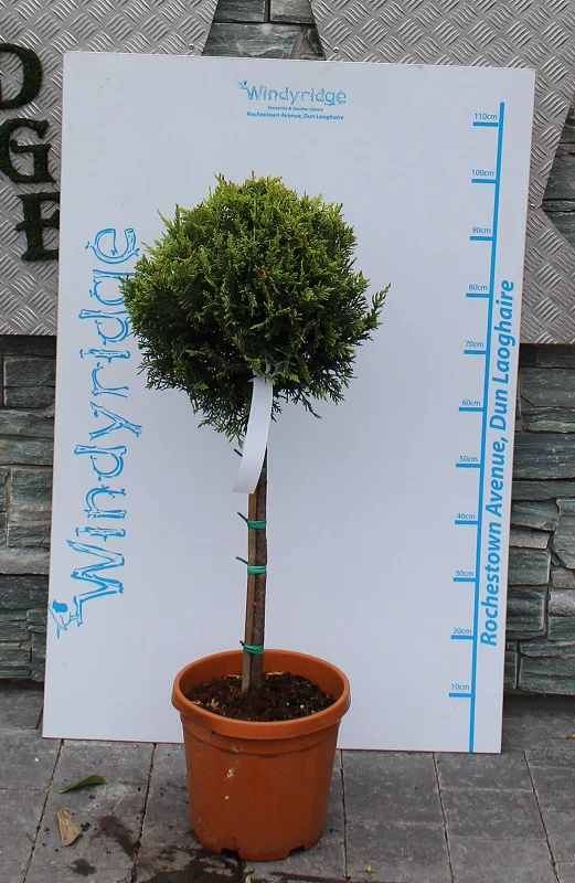 CUPRESSOCYP. LEY. CASTLEW. GOLD CLT 10     1/4 STD