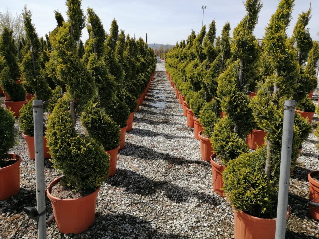 CUPRESSOCYP. LEY. CASTLEW. GOLD CLT 25 / 30  H 120 - 140 CM SPIRALE