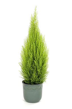 Cupressus m. (Goldcrest) Wilma