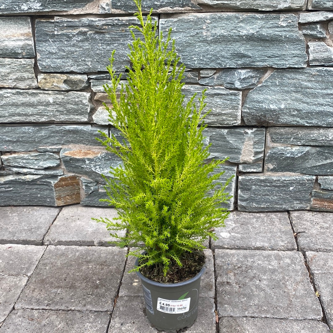 Cupressus m. (Goldcrest) Wilma 11cm Pot - Image 3