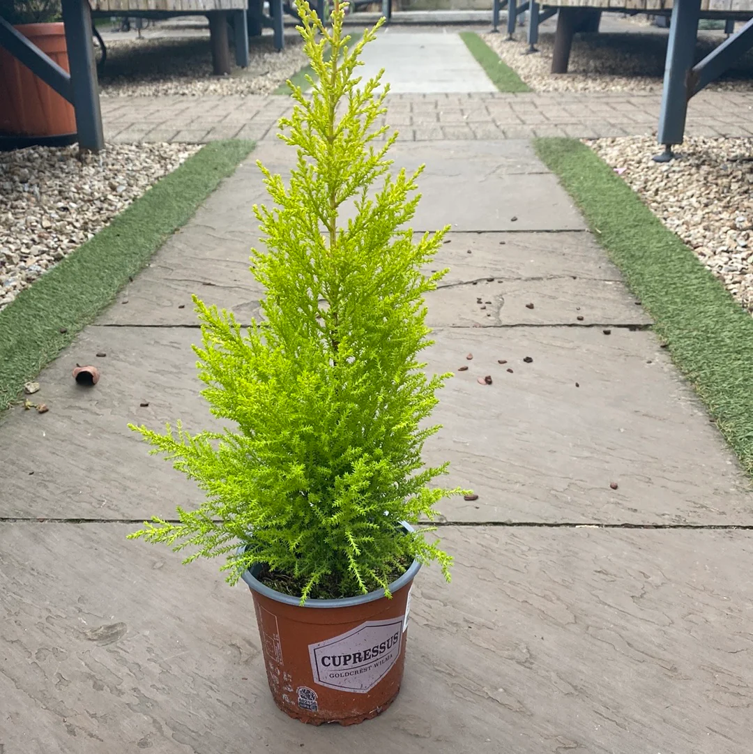Cupressus m. (Goldcrest) Wilma - Image 2