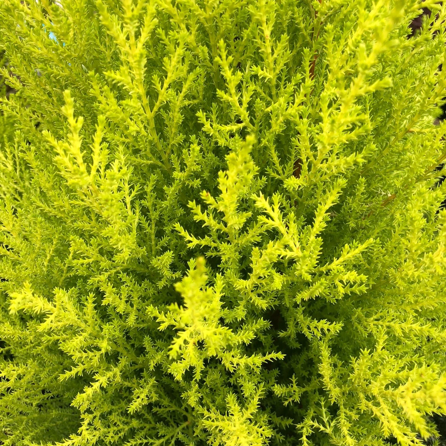 Cupressus m. (Goldcrest) Wilma  P17 - Image 2