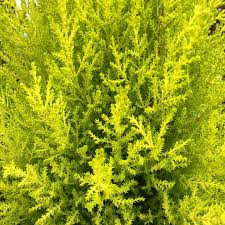 Cupressus m. (Goldcrest) Wilma  P19 - Image 2