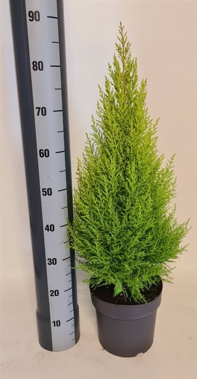 Cupressus m. (Goldcrest) Wilma  P19 - Image 3