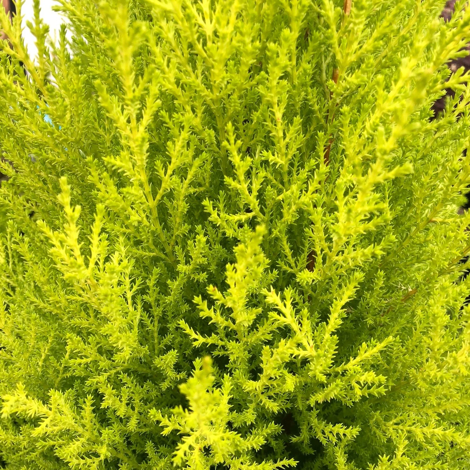 Cupressus macro. Goldcrest Wilma