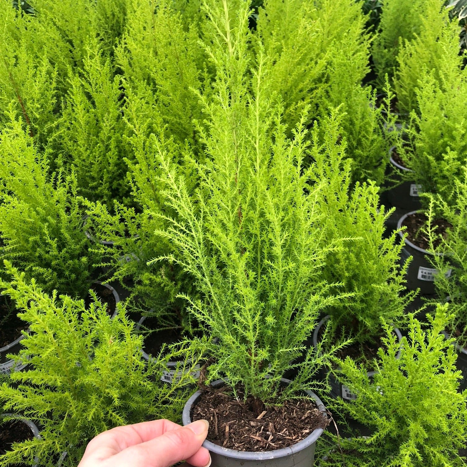 Cupressus macro. Goldcrest Wilma - Image 3