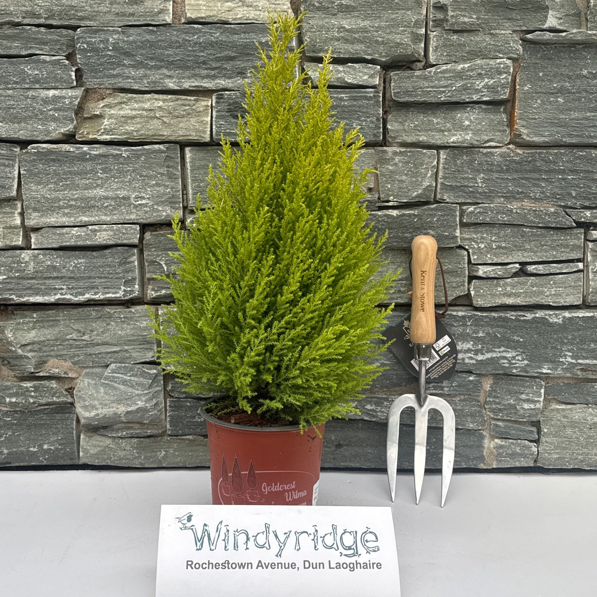 Cupressus macro. Goldcrest Wilma pyramid1