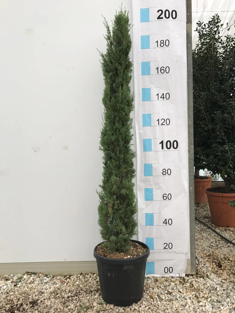 CUPRESSUS SEMP. PYRAMIDALIS CLT 25 / 30 H 175 - 200 CM - Image 2