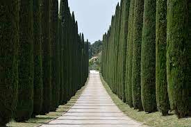 CUPRESSUS SEMP. PYRAMIDALIS CLT 25 / 30 H 175 - 200 CM - Image 3