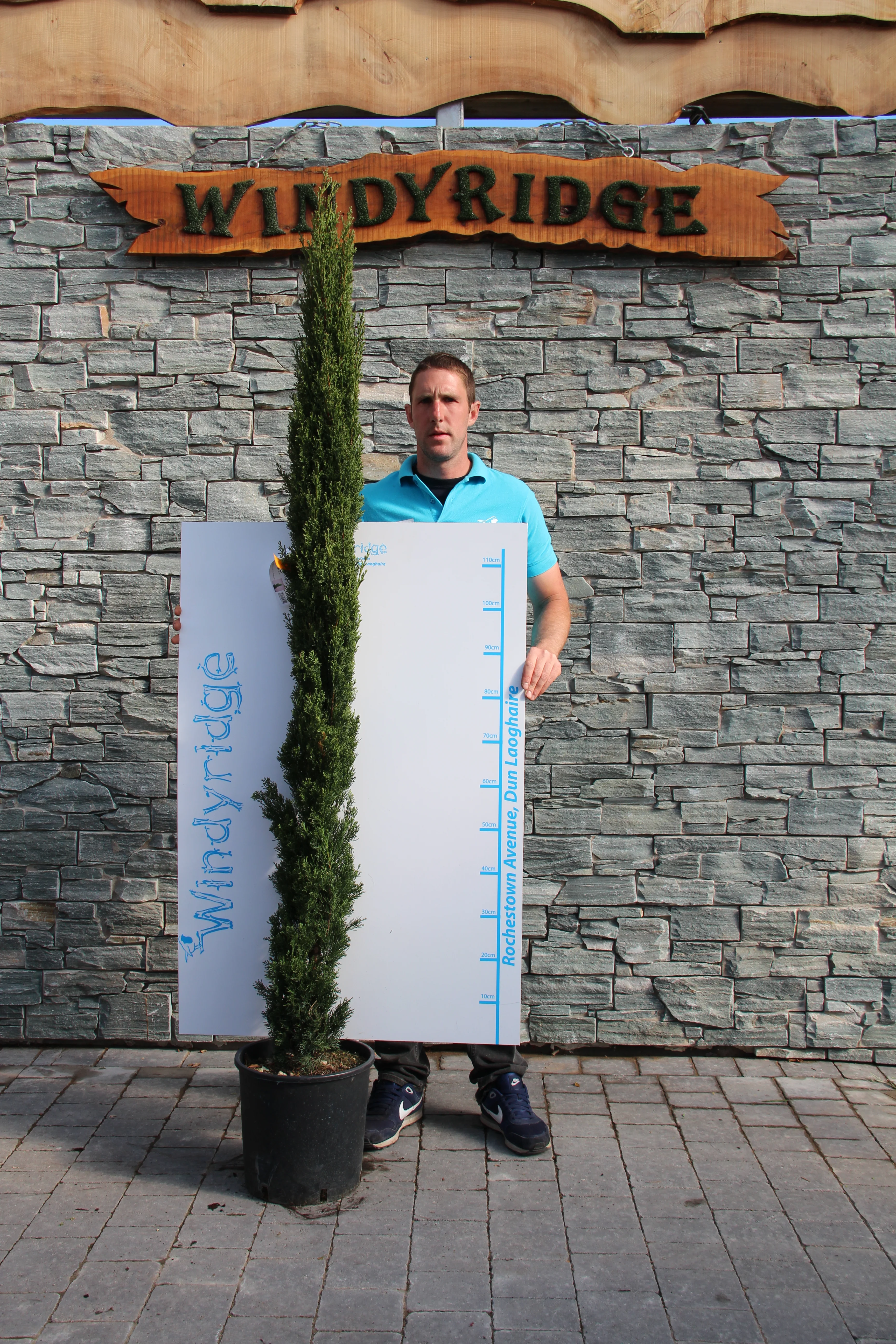 CUPRESSUS SEMP. TOTEM