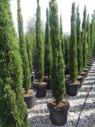 CUPRESSUS SEMP. TOTEM CLT 18 / 25 H 175 - 200 CM