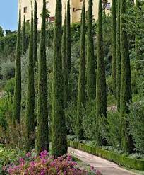 Cupressus sempervirens  P19 - Image 2