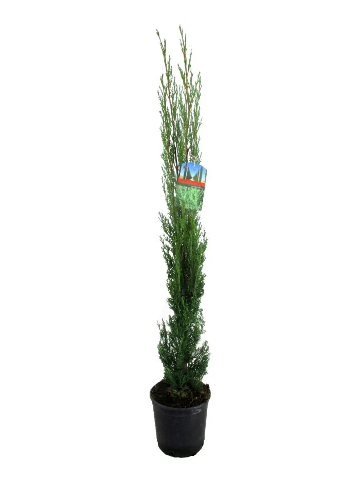 Cupressus sempervirens  P19 - Image 3