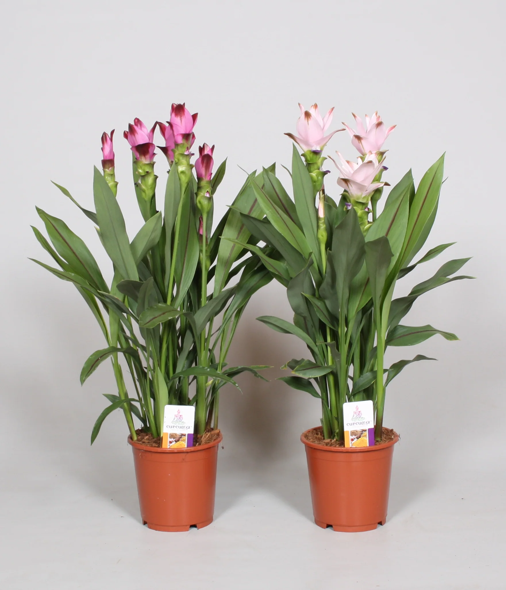 Curcuma mix 15cm