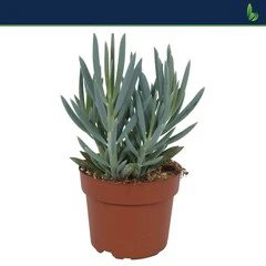 Curio ficoides Mount everest