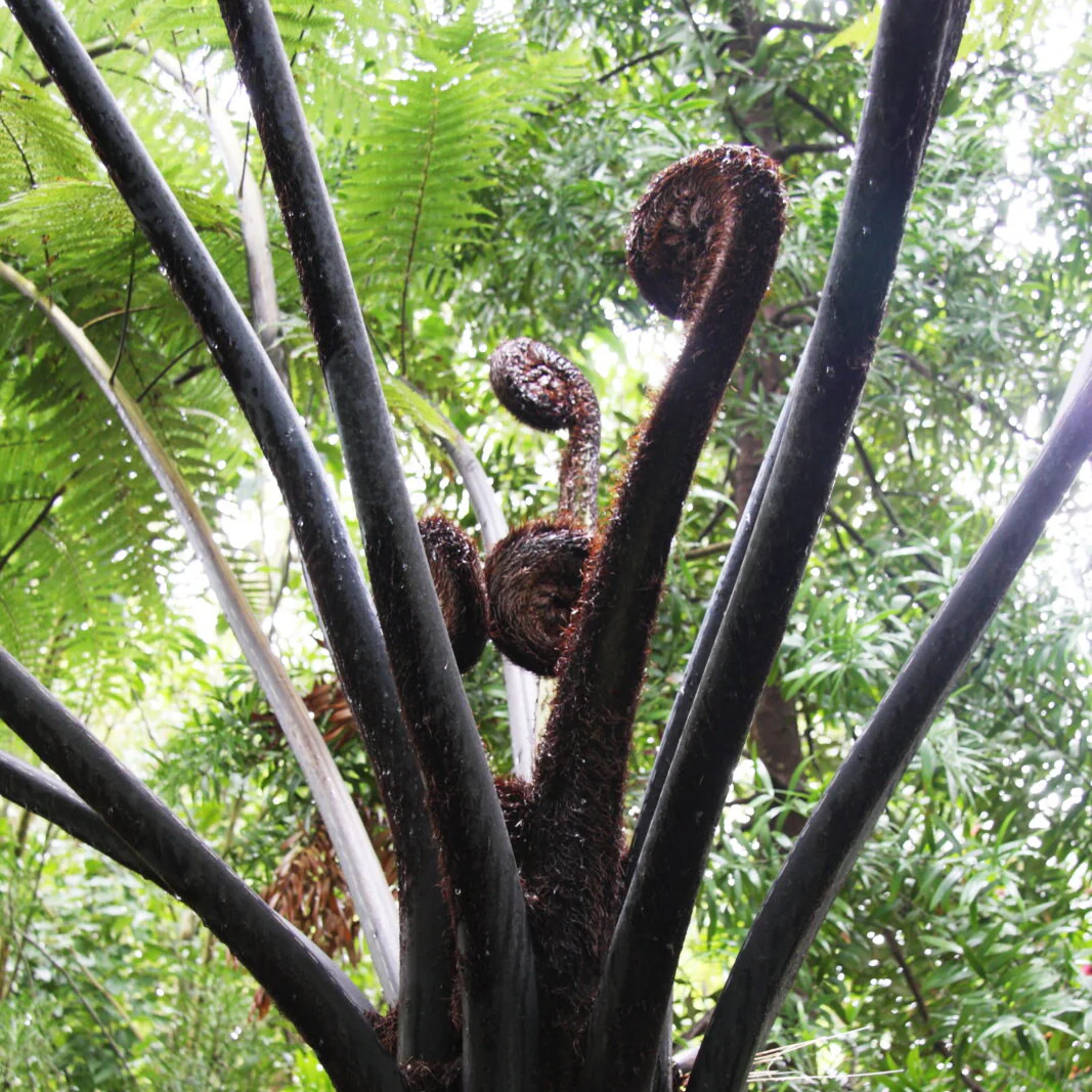 Cyathea Medullaris 60 litres pot - Image 2