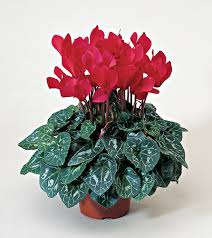 Cyclamen 10.5cm 4 for _x0080_12 - Image 2