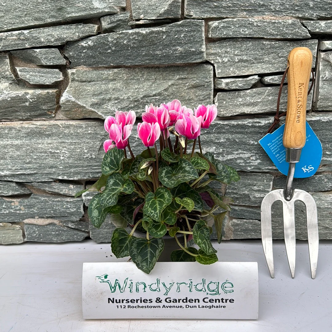 Cyclamen 10.5cm 4 for _x0080_12 - Image 5