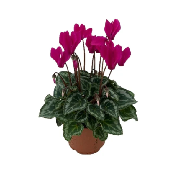 Cyclamen - Image 2