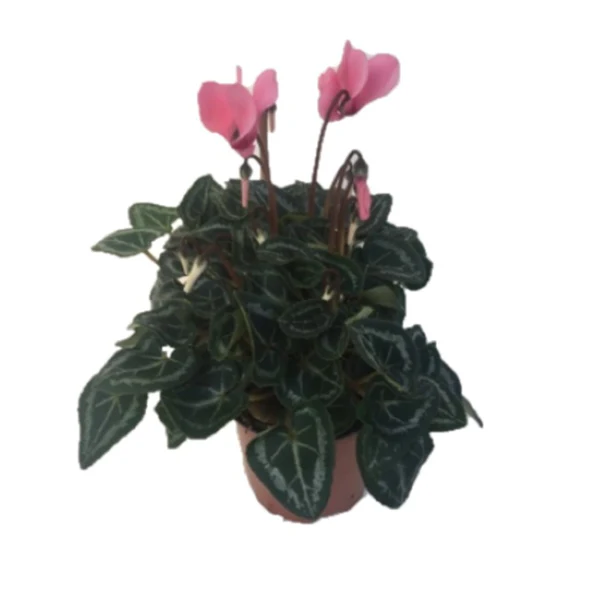 Cyclamen - Image 3