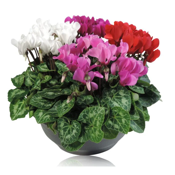 Cyclamen Carnaval / 23 cm bowl