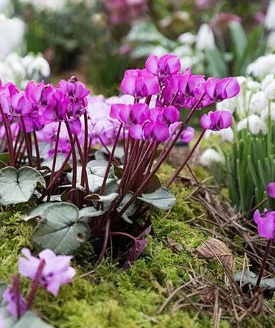 Cyclamen coum  P9 - Image 2