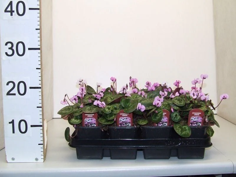 Cyclamen coum  P9 - Image 3