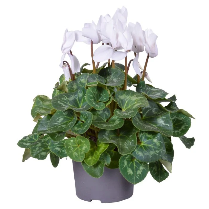 Cyclamen (F1) red or white  P13 - Image 2