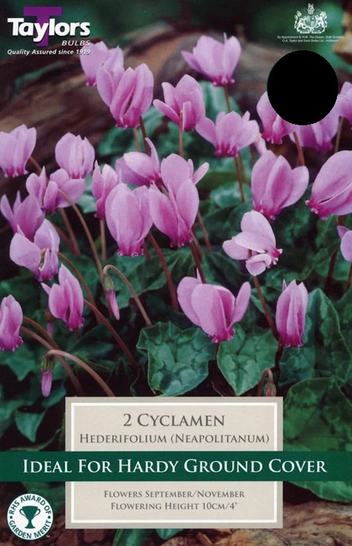CYCLAMEN HEDERIFOLIUM loose 1 for 1.99