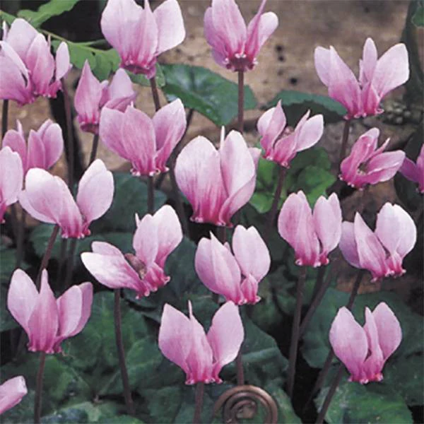 CYCLAMEN HEDERIFOLIUM loose - Image 2