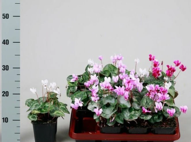 Cyclamen hederifolium  P9