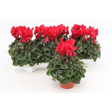 Cyclamen Midi Red 10.5cm - Image 2