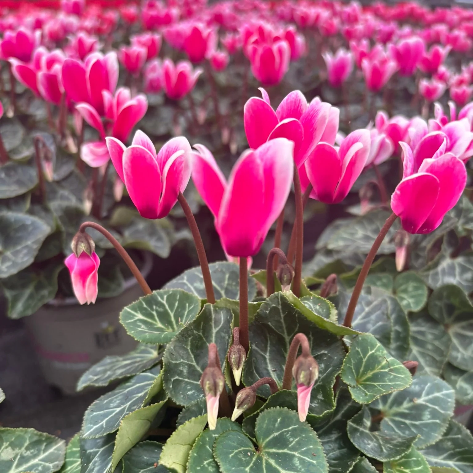 Cyclamen mini Flamed Pink 10.5cm - Image 2