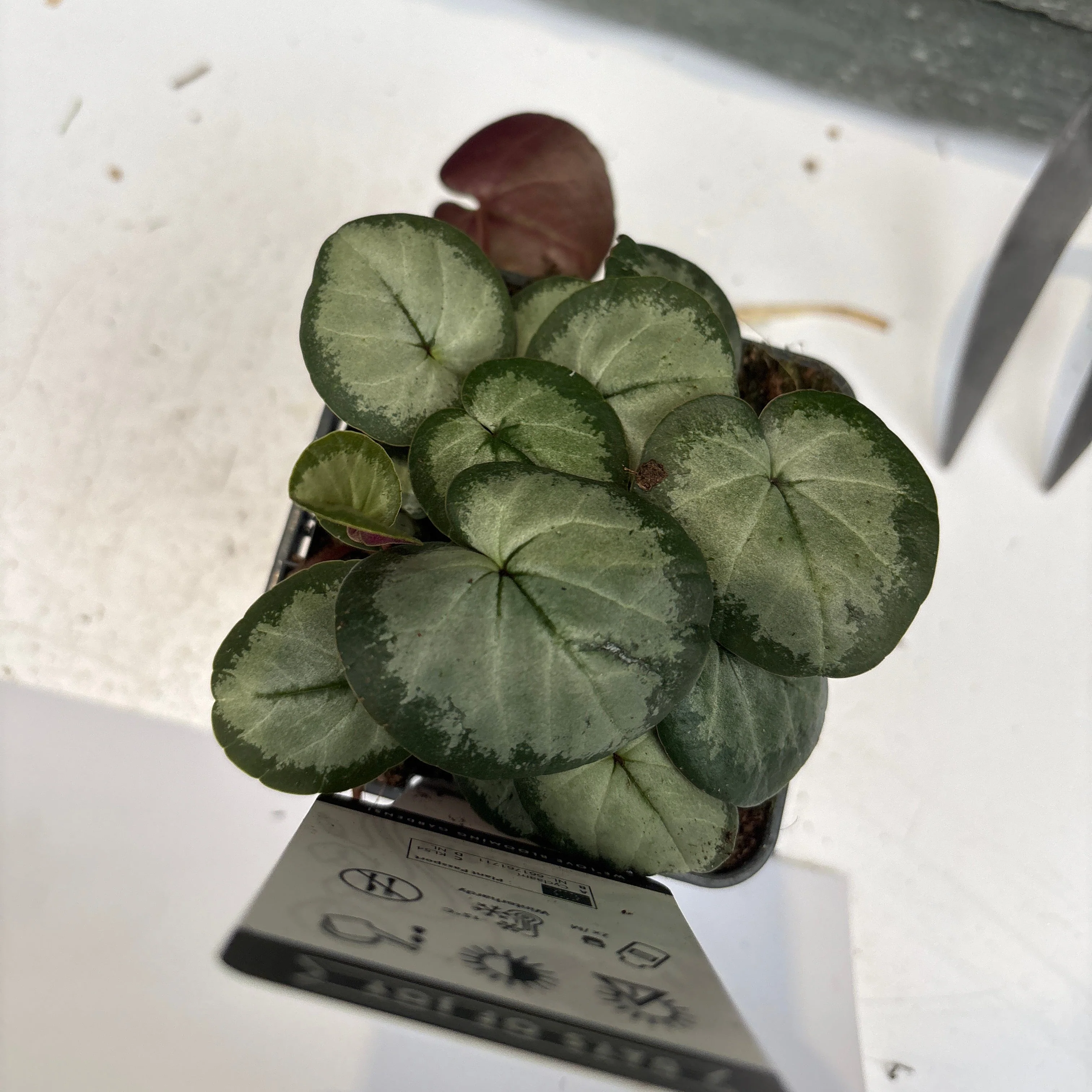 Cyclamen persicum hardy P9 - Image 2