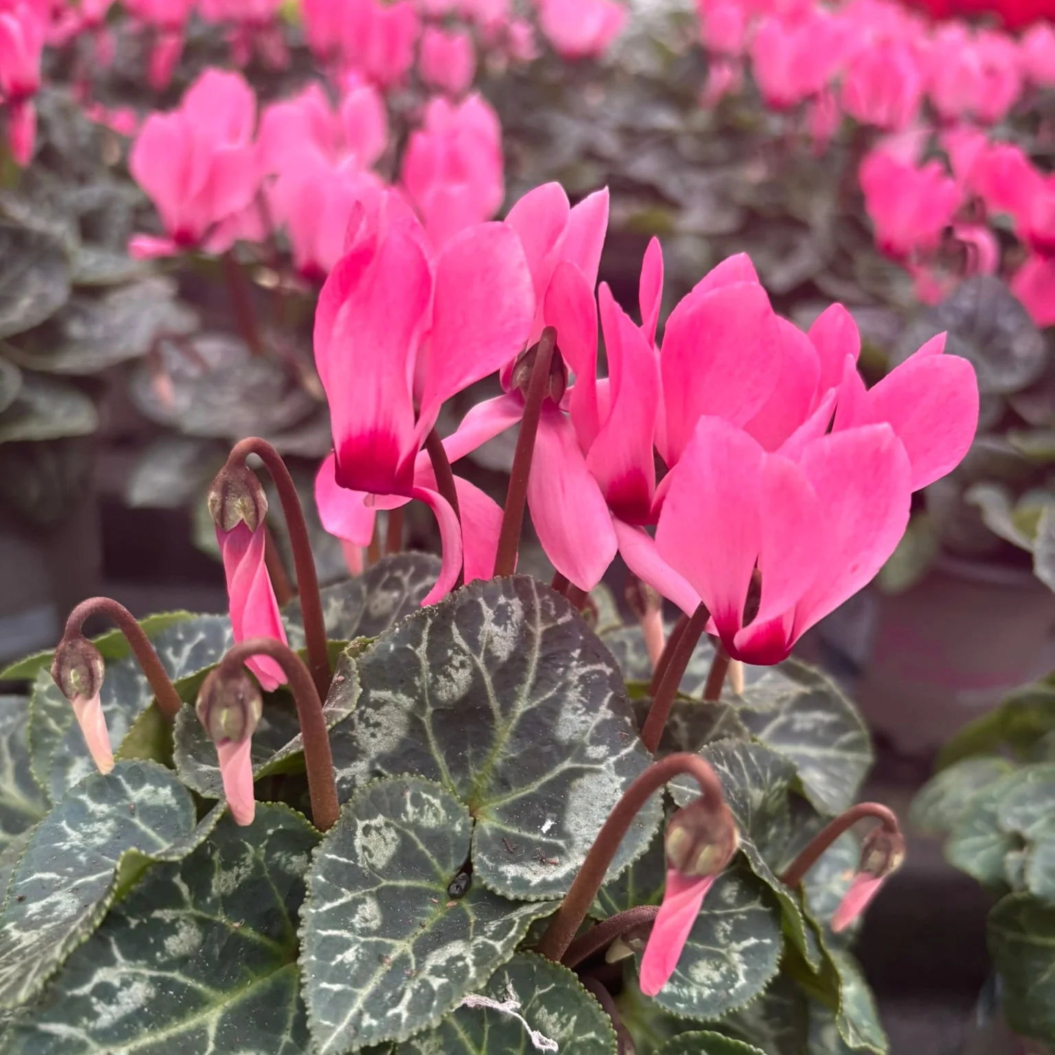 Cyclamen pink blush 10.5cm - Image 2