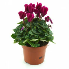 Cyclamen Purple 10.5cm - Image 2