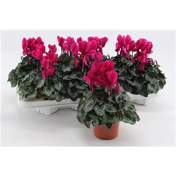 Cyclamen Purple 10.5cm - Image 3